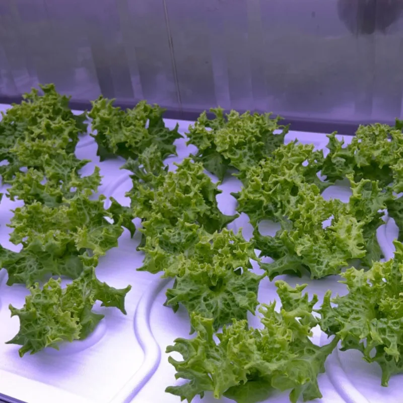Hydroponic Vertical Farming Container Greenhouse with LED System
