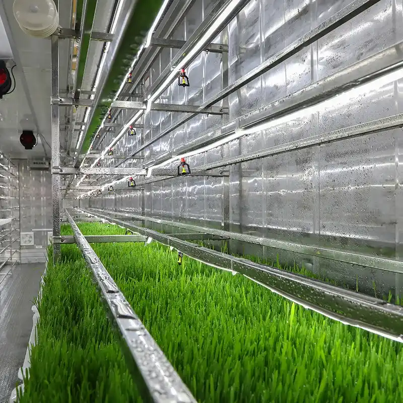 Hydroponic Fodder Container Greenhouse for Livestock Forage