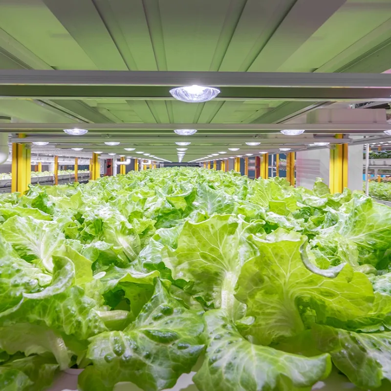 Hydroponic Fodder Container Greenhouse for Livestock Forage