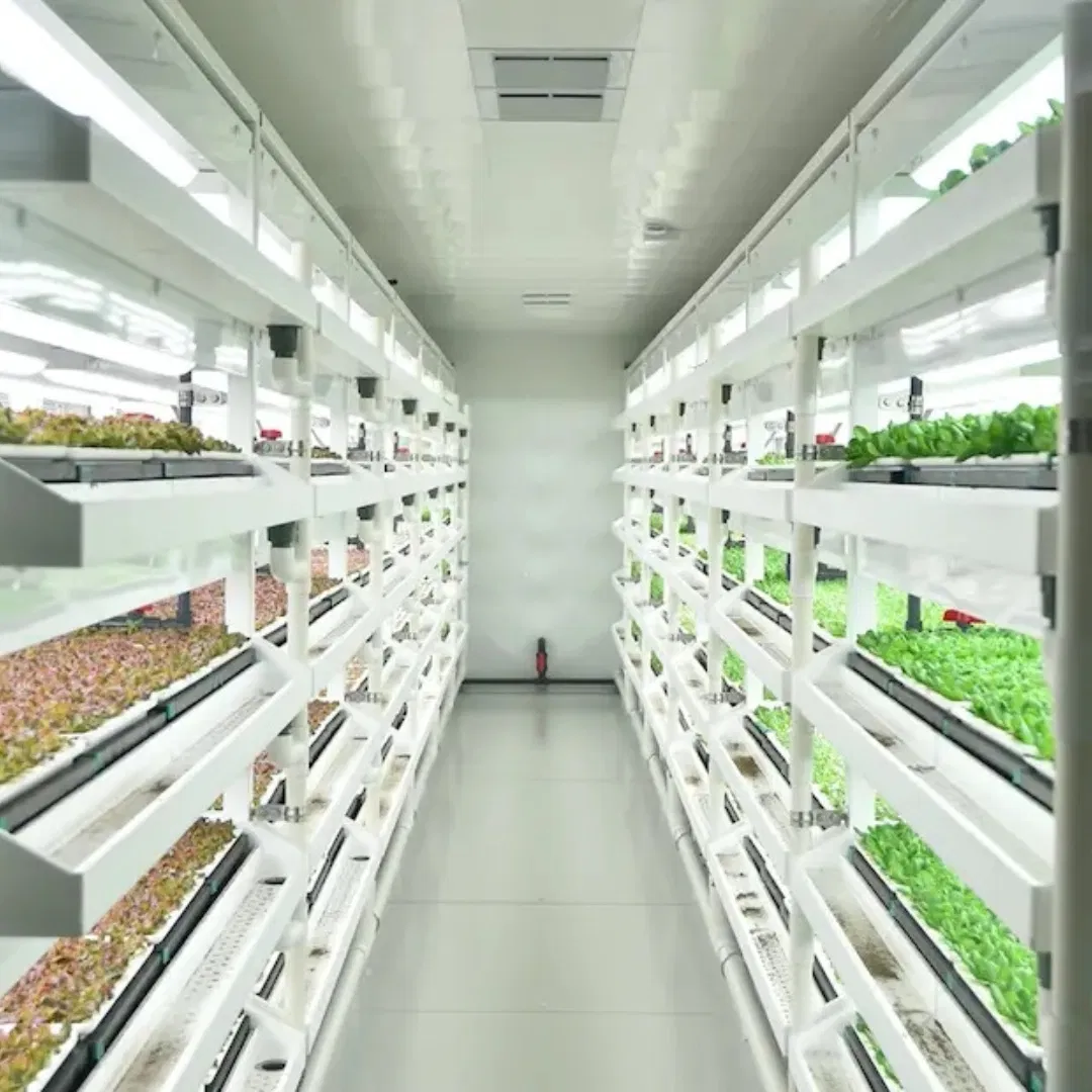 Hydroponic Vertical Farming Container Greenhouse with LED System