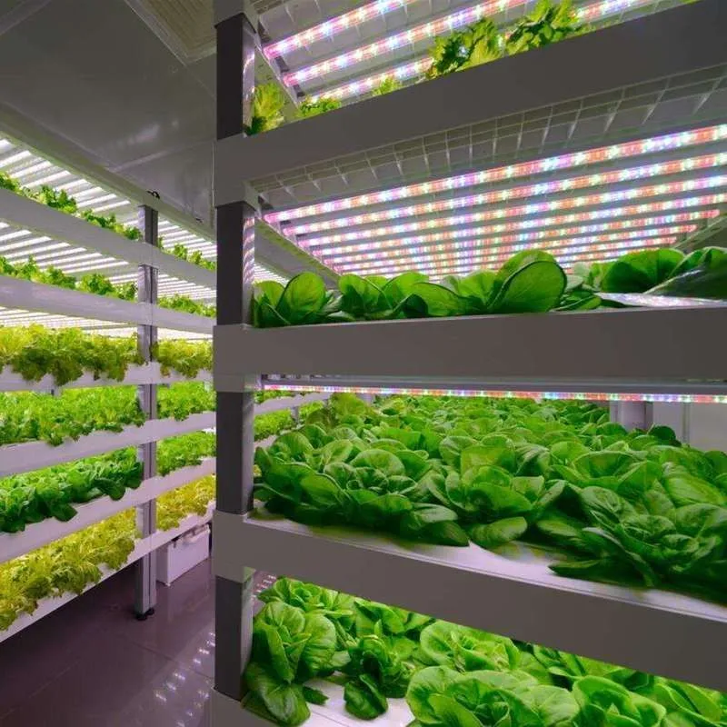 Customizable Hydroponic Container Greenhouse for Vegetables