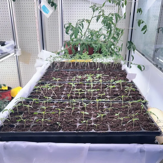 Smart Hydroponic Agricultural Container Greenhouse Farm